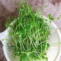 黒豆丸's cooksnap of when they made 豆苗（とうみょう）の栽培♪ぷちレシピ付き.