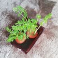 黒豆丸's cooksnap of when they made にんじんのヘタは捨てないで！.