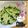 海理ママ's cooksnap of when they made 必ず濃い緑が出る　キュウリの千切り.