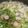 logicmania's cooksnap of when they made 白菜とかぶのコンソメスープ.
