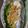 しらたまこむぎ's cooksnap of when they made フライパンで！鱈の簡単中華風ホイル蒸し.