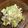 USACO66's cooksnap of when they made レンジで時短☆白菜とツナのごまマヨサラダ.