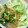 クックIZRFHJ☆'s cooksnap of when they made 新生姜を食べる、豚しょうが炒め.