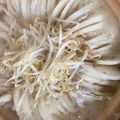 yama's cooksnap of when they made 大根大量消費！大根と豚肉のミルフィーユ鍋.