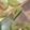 しーざあ's cooksnap of when they made にんにくの切り方.