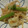 北海どんちゃん's cooksnap of when they made いかとにんにくの芽のもやし炒め.