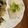 まめ郎's cooksnap of when they made ◎パリパリ美味しい☆カブの塩漬け◎.