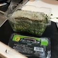 居酒屋まるみ's cooksnap of when they made スプラウト洗い方.