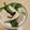 ピーナッツ子♪'s cooksnap of when they made カブの漬物.