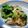 クック37e's cooksnap of when they made 菜の花と鶏肉の柚子胡椒炒め.