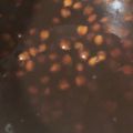 ふぁんころ's cooksnap of when they made ゆで小豆　圧力鍋.