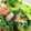 三樹の母's cooksnap of when they made 菜の花とカニカマの煮浸し.