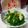 卯月のうさぎ２０１４'s cooksnap of when they made 松山あげとほうれん草のおひたし♪超簡単.