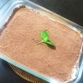 かすみそVXGBQ3's cooksnap of when they made 初心者が『美味しいティラミスを作る方法』.