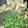 まめまるM's cooksnap of when they made 我が家の♪きりたんぽ鍋.