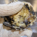 こきなりチャンネル父's cooksnap of when they made わりと簡単☆牡蠣の殻の剥き方.