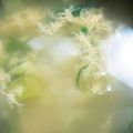 せのやん's cooksnap of when they made ほっこりあったか＊岩津ねぎと卵のスープ.