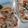 小手毬＊●((◉ｴ◉))●'s cooksnap of when they made 山菜の水煮で簡単♡山菜おこわ♡.