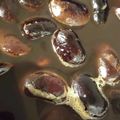 チヨ桜's cooksnap of when they made 基本の“き”　紫花豆の水煮.