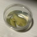 四児のハハ's cooksnap of when they made 鮮度そのまま生姜の保存　（冷蔵編）.