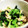 ☆とらねこトラちゃん's cooksnap of when they made 小松菜と油揚げの辛子和え.