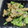 クックCM8I71☆'s cooksnap of when they made 青梗菜とアサリの酒蒸し.