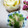 クックI7I5L1☆'s cooksnap of when they made 【簡単】新玉ねぎの旨酢漬け.