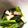 クックZOPS5F☆'s cooksnap of when they made ✽♥ベーコンと小松菜の簡単レンジソテー♥.
