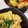 ♡YKitchen♡'s cooksnap of when they made ✿超簡単♡じゃがいものマヨキムチ和え✿.