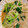 クックepapa's cooksnap of when they made ほうれん草ともやしのごま味噌和え.
