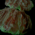 ゆきえはむ's cooksnap of when they made 絶品★豚玉のお好み焼き★.