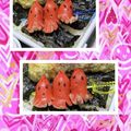 ゆけり３兄弟's cooksnap of when they made 赤ウインナーでタコの飾り切り（キャラ弁）.