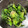 糖質OFF✿聖紫花✿'s cooksnap of when they made ほうれん草のお浸し§おかか＆ごま海苔.