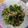 くネコまろす's cooksnap of when they made 超簡単!!大根葉炒め.