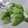 よっクマごん's cooksnap of when they made これは美味い♪蕾菜(子持ち高菜)の浅漬け.