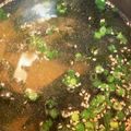 ☆ドキンちゃん☆”'s cooksnap of when they made 簡単!春雨とわかめのシャンタンスープ.