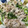 綺羅ママちゃん's cooksnap of when they made 豚バラとセロリ葉の和風オイスター炒め.