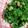 NEKOほっぺ's cooksnap of when they made ♡生青のりと納豆あえただけ♡.