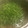 伊達こまち's cooksnap of when they made 豆苗とごぼう、れんこんのぽかぽかスープ.