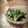 inyako's cooksnap of when they made アイスプラントとしらすのサラダ.