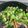 クックUHM9A0☆'s cooksnap of when they made コリコリ食感！アーサイとベーコンの炒め物.