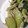 じゅんともた's cooksnap of when they made 青梗菜のじゃこぽん炒め.