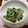 マヨメロディー's cooksnap of when they made 簡単！ほうれん草とツナのからしマヨ和え♪.
