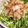 ♪ミチル♪'s cooksnap of when they made 新玉ねぎと水菜、大葉のさっぱりサラダ.