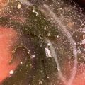 愛猫ベリー's cooksnap of when they made 簡単!春雨とわかめのシャンタンスープ.