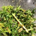 solamama☆'s cooksnap of when they made 祝☆話題入り混ぜるだけ♪簡単水菜サラダ.