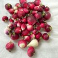 おもちデス's cooksnap of when they made ラディッシュの保存方法.