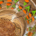 クックQ51Z5P☆'s cooksnap of when they made 簡単！材料4つでおからと大豆粉のスコーン.