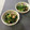 FGO☆'s cooksnap of when they made あっさり旨い☆ほうれん草のごまナムル.