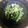 クック9PFY7S☆'s cooksnap of when they made 小松菜のツナ合えおひたし.